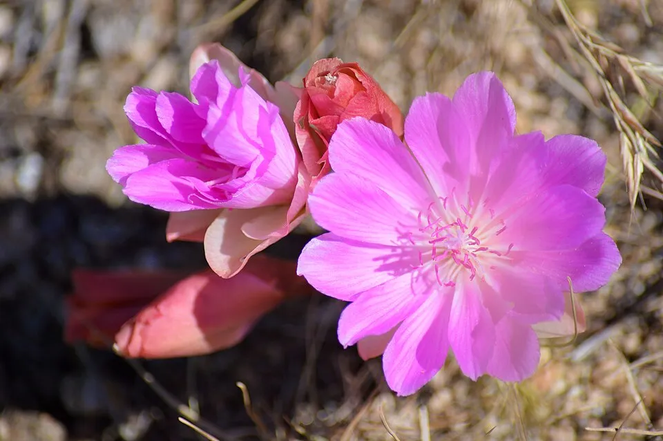 Bitterroot