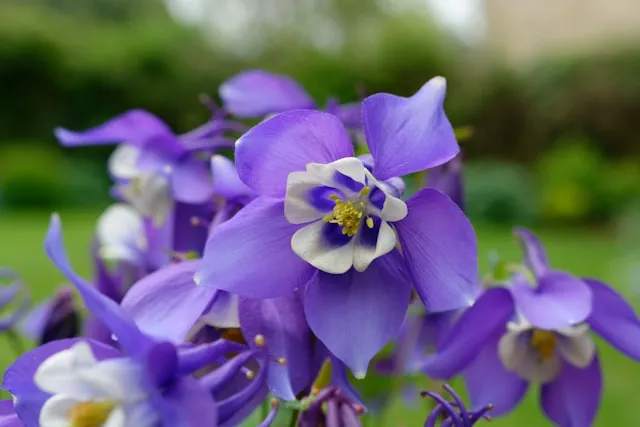 Violet
