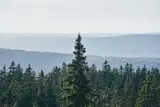 Pine