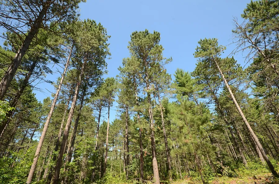 Red Pine