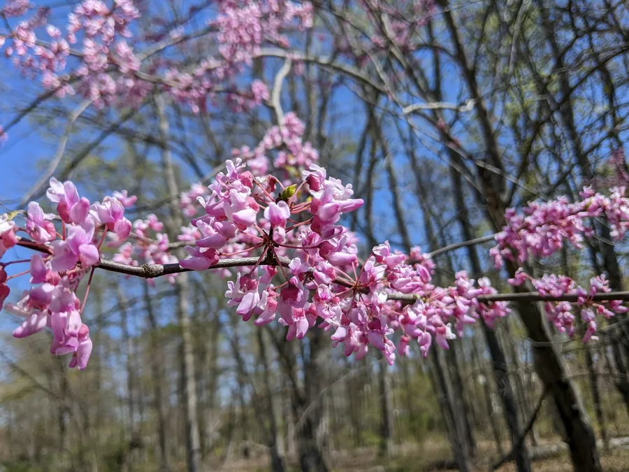 Redbud